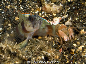 Partners in crime.
The Goby and partner Shrimp are kind ... by Christian Nielsen 